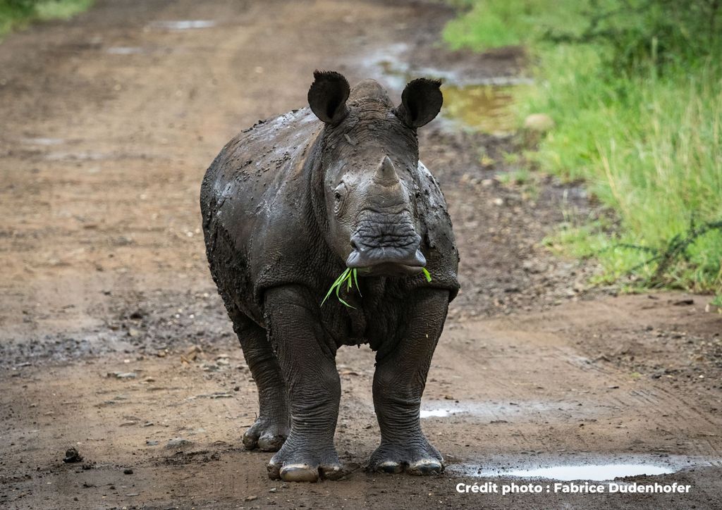 rhinocéros sur la route